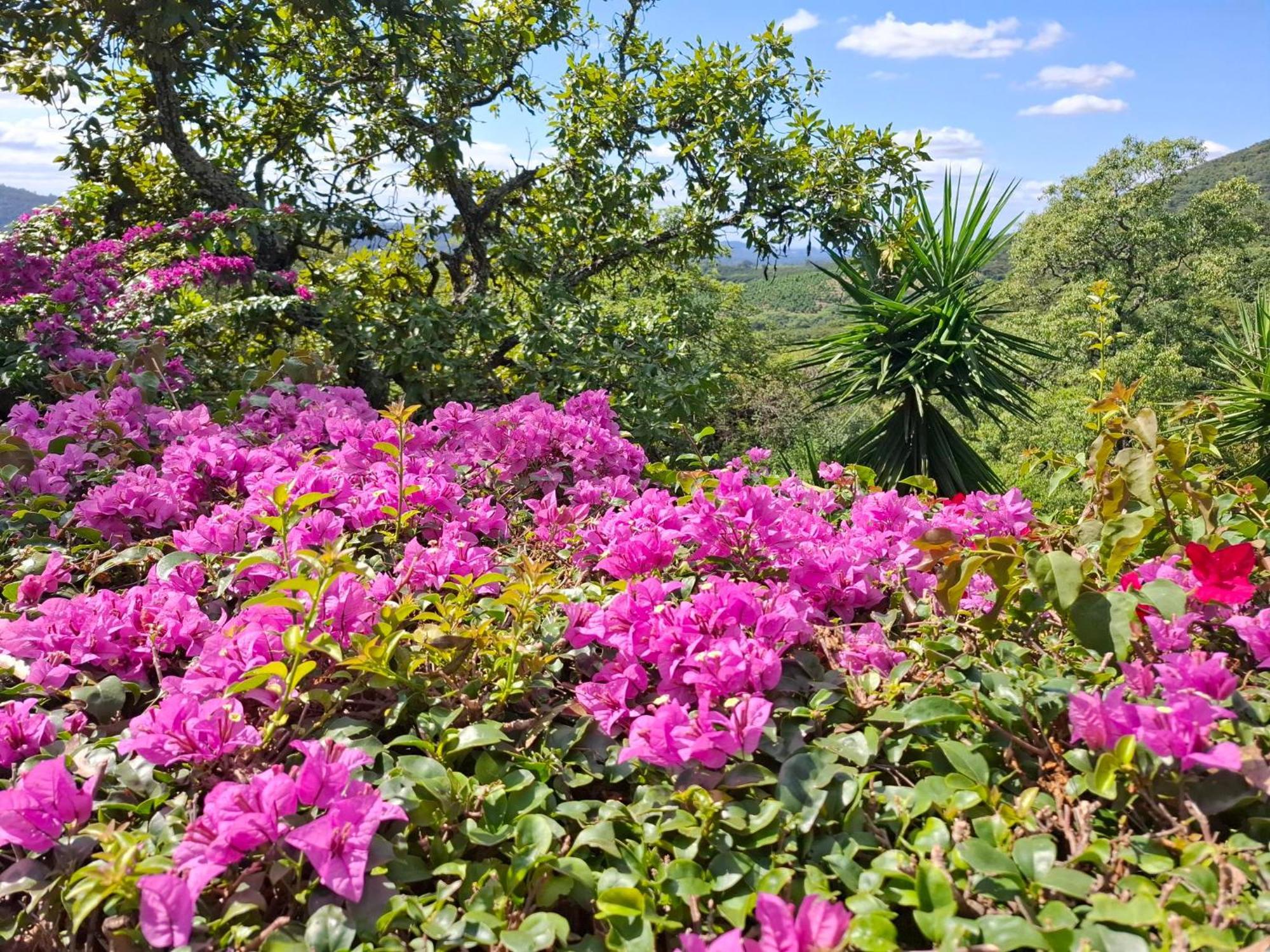 هازيفيو Chestnut Country Lodge المظهر الخارجي الصورة